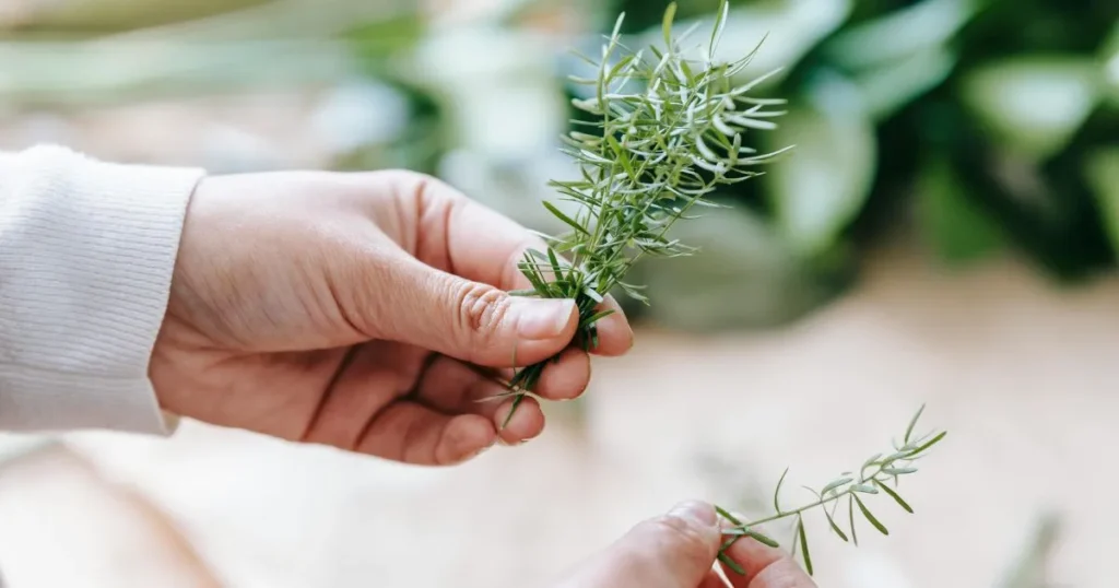 Rosemary Water for Hair Growth